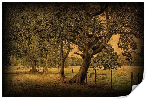 Trees, Fields and Fences 2 Print by Julie Coe