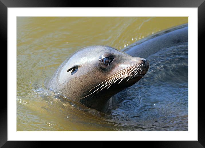 Sealion Framed Mounted Print by Ruth Hallam