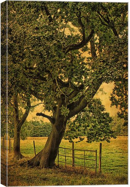 Trees, Fields and Fences 3 Canvas Print by Julie Coe