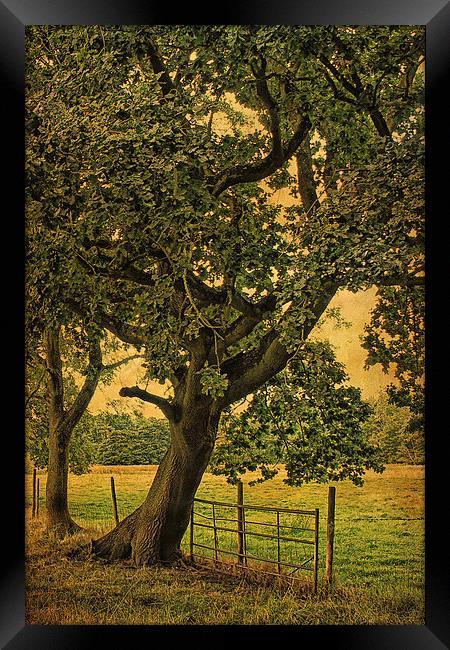 Trees, Fields and Fences 3 Framed Print by Julie Coe