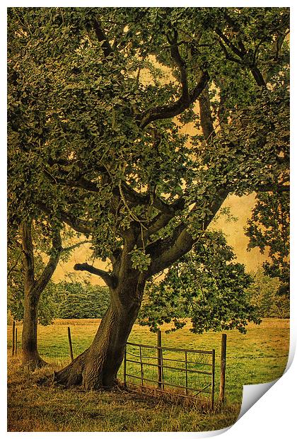 Trees, Fields and Fences 3 Print by Julie Coe