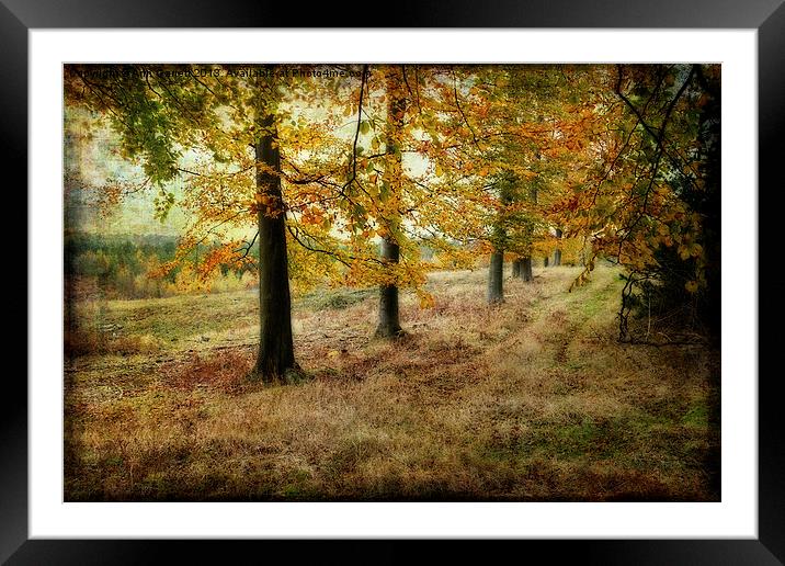Autumn on Cannock Chase Framed Mounted Print by Ann Garrett