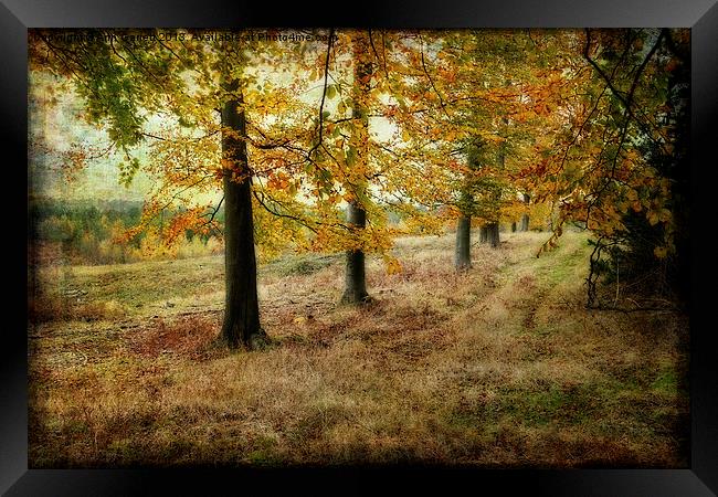 Autumn on Cannock Chase Framed Print by Ann Garrett