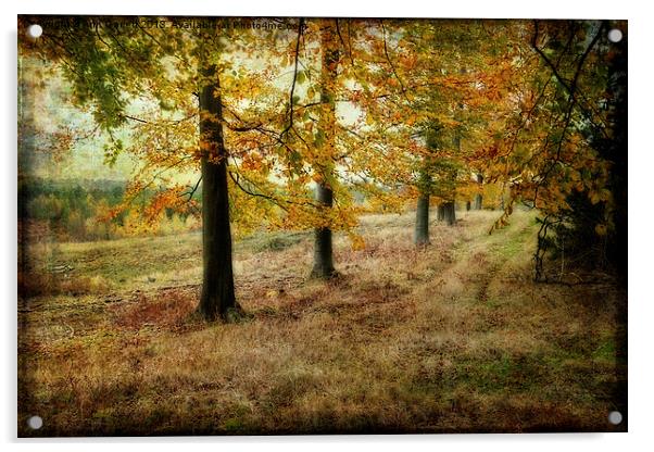 Autumn on Cannock Chase Acrylic by Ann Garrett
