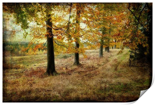 Autumn on Cannock Chase Print by Ann Garrett