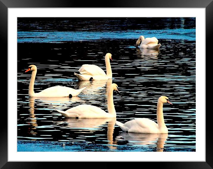 Swan Lake Framed Mounted Print by Bill Lighterness