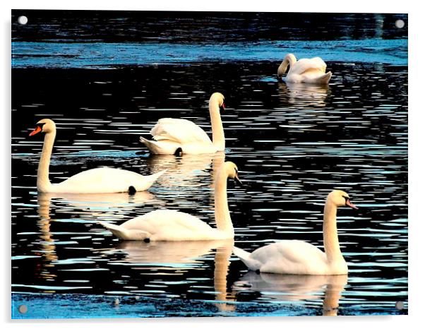 Swan Lake Acrylic by Bill Lighterness