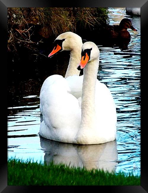 Two headed swan ! Framed Print by Bill Lighterness