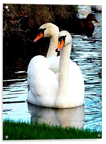 Two headed swan ! Acrylic by Bill Lighterness