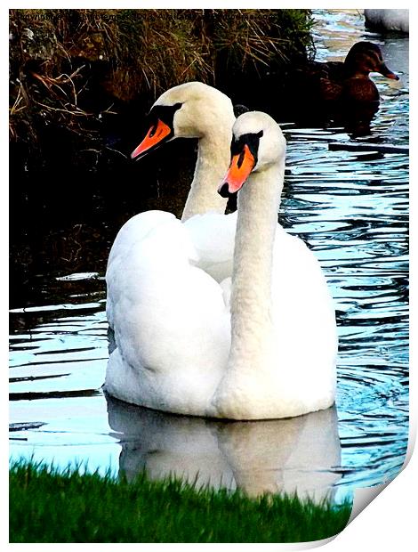 Two headed swan ! Print by Bill Lighterness