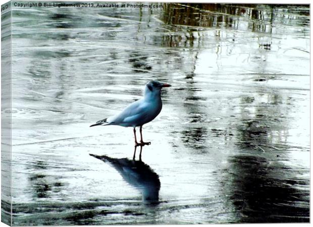 Cold feet ! Canvas Print by Bill Lighterness
