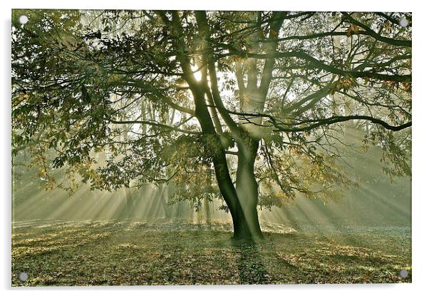 Tree, sun rays, early mist Acrylic by Sue Bottomley