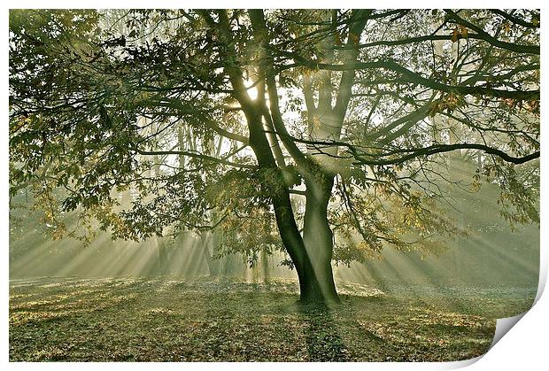 Tree, sun rays, early mist Print by Sue Bottomley