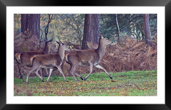 Red Deer On Dunwich Heath. Framed Mounted Print by Darren Burroughs