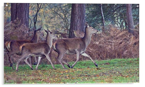 Red Deer On Dunwich Heath. Acrylic by Darren Burroughs