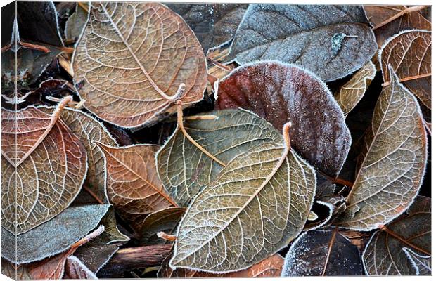 frosty autumn leaves Canvas Print by Neil Ravenscroft