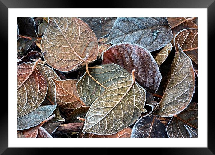 frosty autumn leaves Framed Mounted Print by Neil Ravenscroft