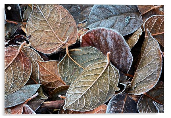frosty autumn leaves Acrylic by Neil Ravenscroft