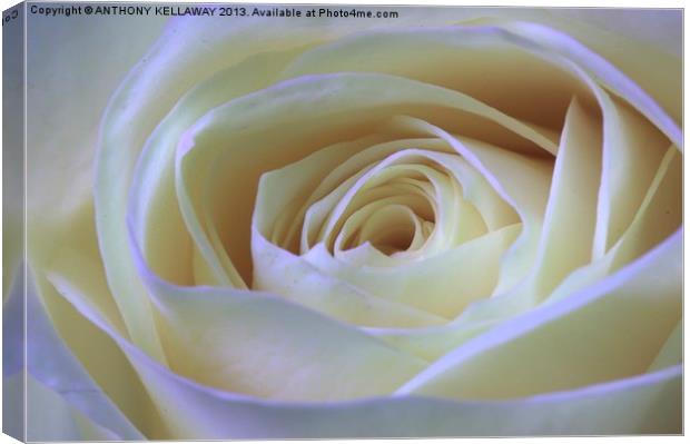 WHITE ROSE Canvas Print by Anthony Kellaway