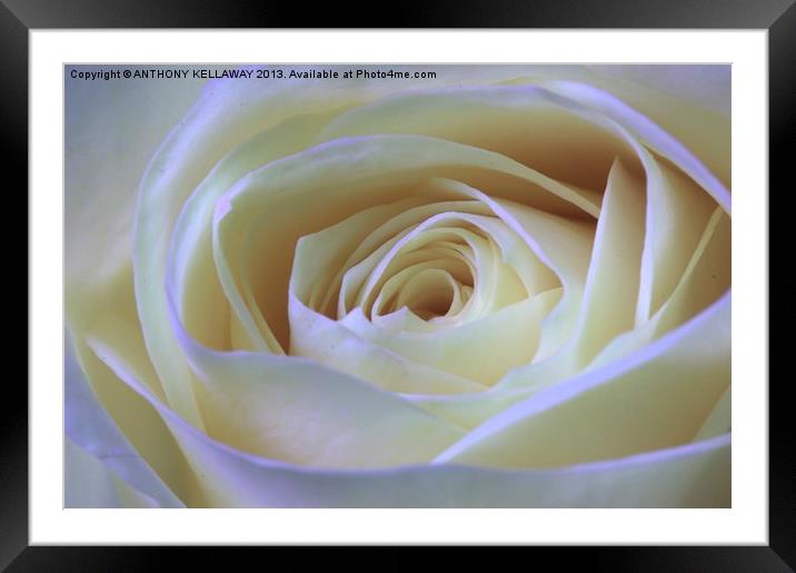 WHITE ROSE Framed Mounted Print by Anthony Kellaway