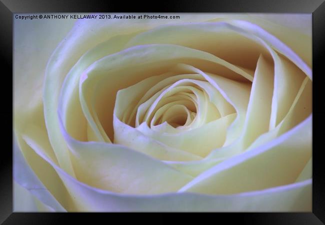 WHITE ROSE Framed Print by Anthony Kellaway