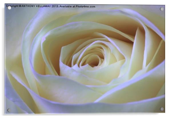WHITE ROSE Acrylic by Anthony Kellaway