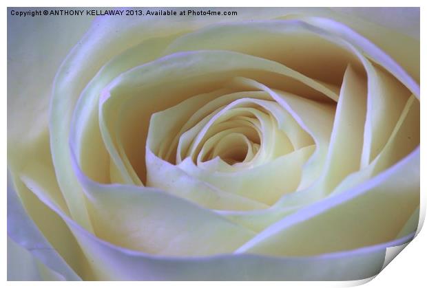 WHITE ROSE Print by Anthony Kellaway