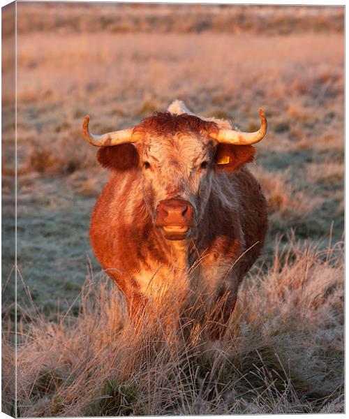 Long Horn Cow Canvas Print by Paul Scoullar