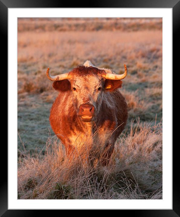 Long Horn Cow Framed Mounted Print by Paul Scoullar