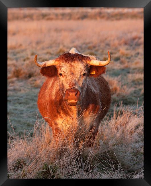 Long Horn Cow Framed Print by Paul Scoullar