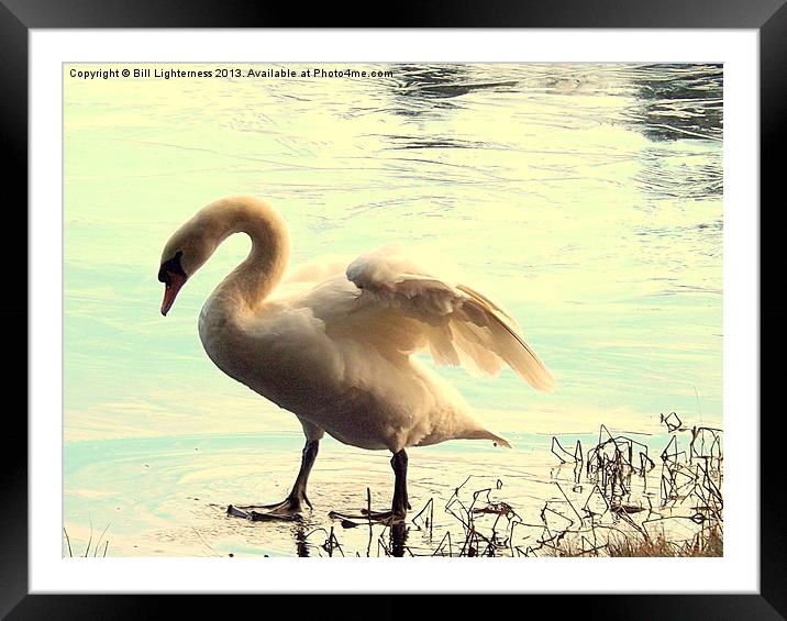 Swan walking on water ! Framed Mounted Print by Bill Lighterness
