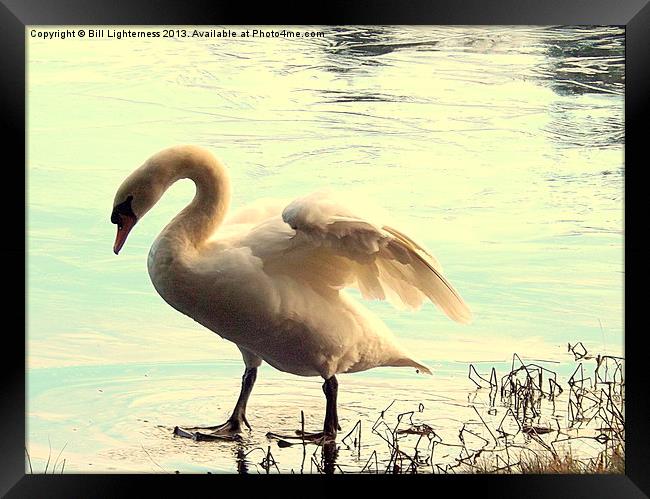 Swan walking on water ! Framed Print by Bill Lighterness