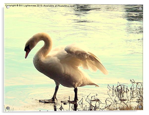 Swan walking on water ! Acrylic by Bill Lighterness