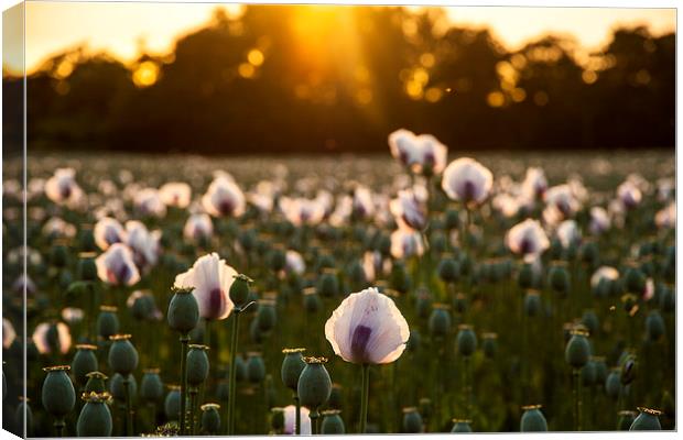 White Poppy Sunset Canvas Print by Kevin Browne