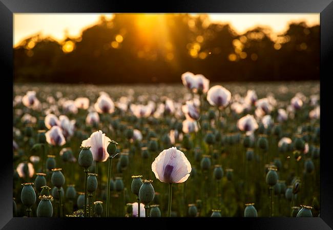 White Poppy Sunset Framed Print by Kevin Browne