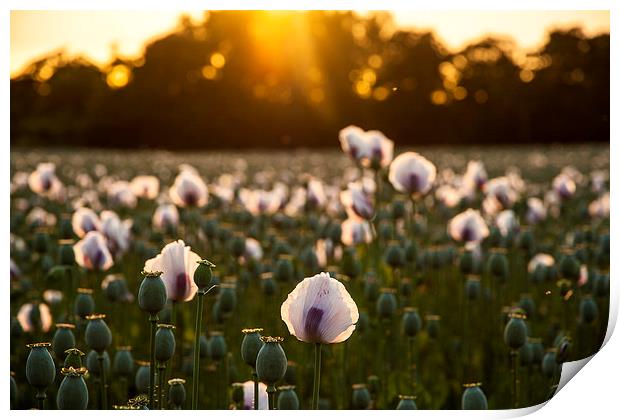 White Poppy Sunset Print by Kevin Browne
