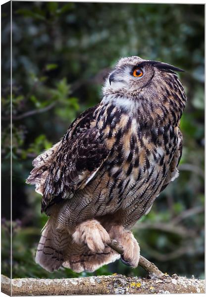 Inquisitive Eagle Owl. Canvas Print by Ian Duffield