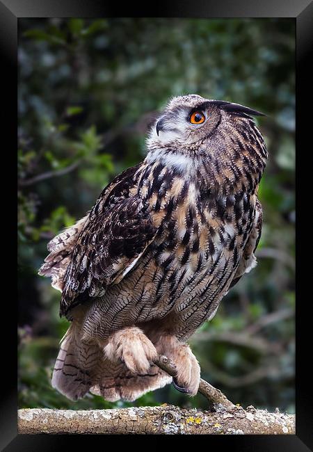 Inquisitive Eagle Owl. Framed Print by Ian Duffield