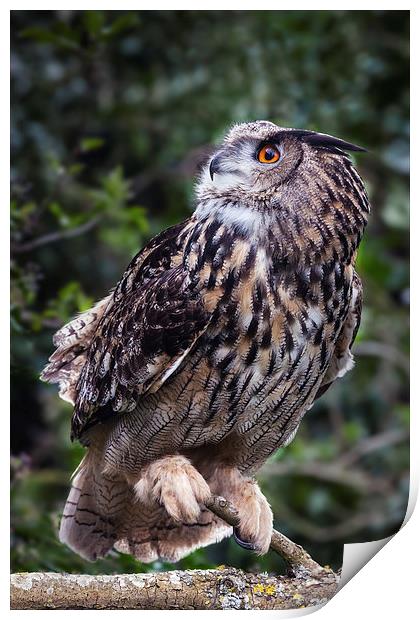 Inquisitive Eagle Owl. Print by Ian Duffield
