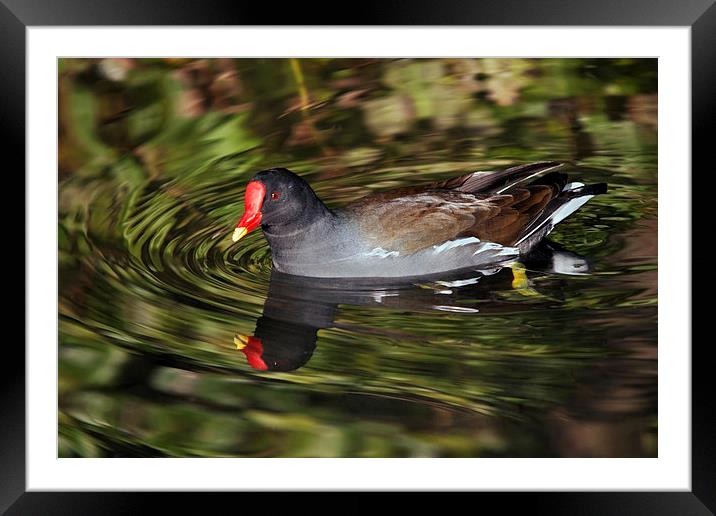 Glorious Moorhen and reflection Framed Mounted Print by Ian Duffield