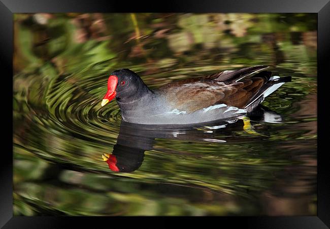 Glorious Moorhen and reflection Framed Print by Ian Duffield