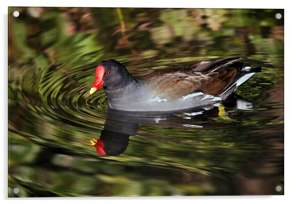 Glorious Moorhen and reflection Acrylic by Ian Duffield