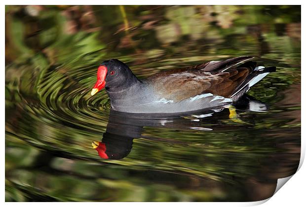 Glorious Moorhen and reflection Print by Ian Duffield