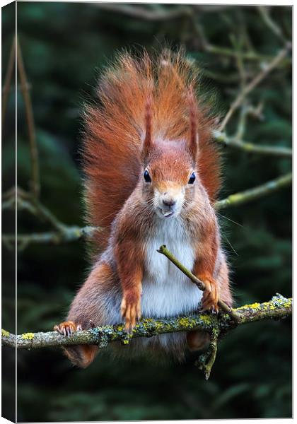 Red squirrel with attitude. Canvas Print by Ian Duffield
