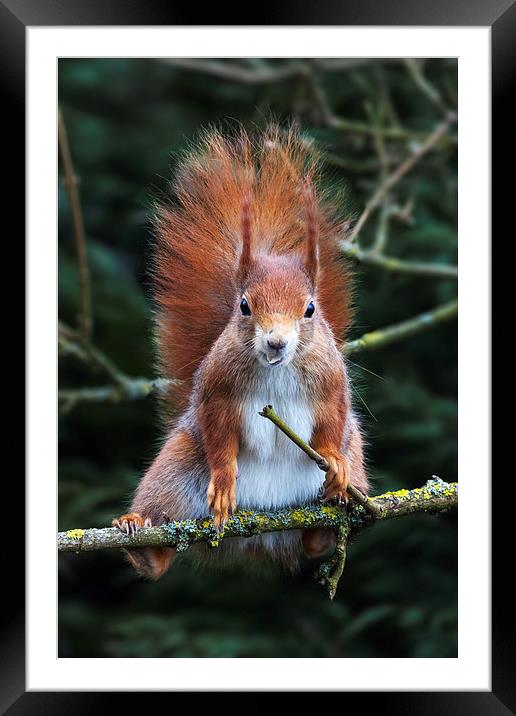 Red squirrel with attitude. Framed Mounted Print by Ian Duffield