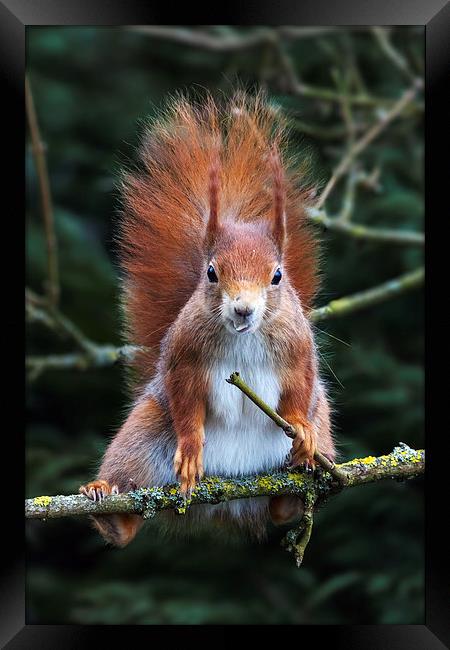 Red squirrel with attitude. Framed Print by Ian Duffield