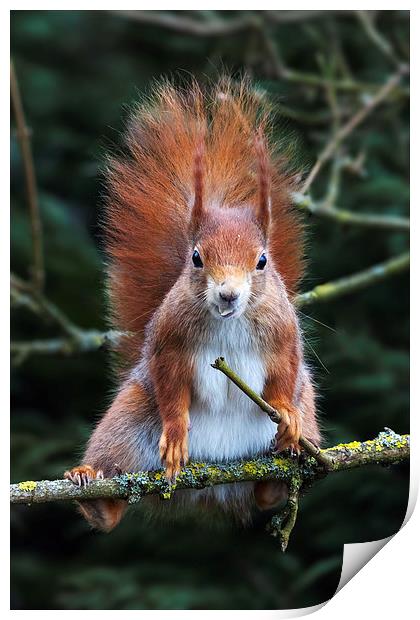Red squirrel with attitude. Print by Ian Duffield