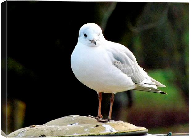 Small Gull perching Canvas Print by Bill Lighterness