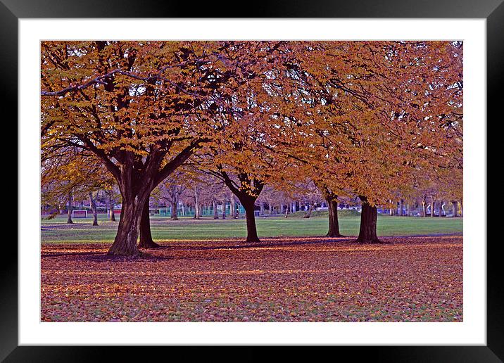 Autumn view II Framed Mounted Print by Nadeesha Jayamanne
