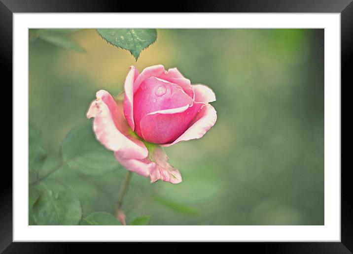 Little pink rose!! Framed Mounted Print by Nadeesha Jayamanne